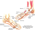 The contexture of the foot